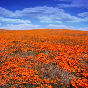 California Poppies California Poppies