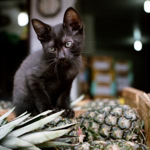 Kitty on the pineapple!! Kitty on the pineapple!!