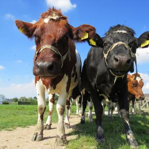 curious cows curious cows