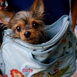 DOG IN BAG *portra160 DOG IN BAG *portra160