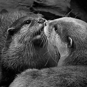 A kiss is just a kiss A kiss is just a kiss