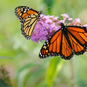 Monarch Butterflies Monarch Butterflies