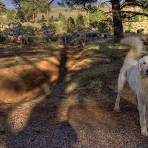 Sheepdog and his Flock Sheepdog and his Flock