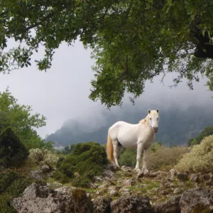 Wild horse of Cephalonia Wild horse of Cephalonia