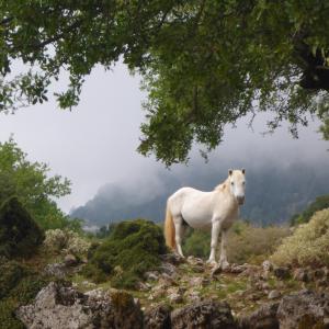 Wild horse of Cephalonia Wild horse of Cephalonia