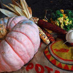 Pink pumpkin Pink pumpkin