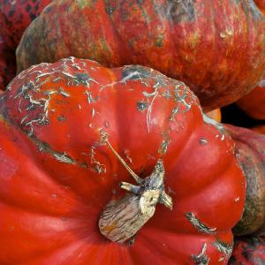 Decorative Pumpkins Decorative Pumpkins
