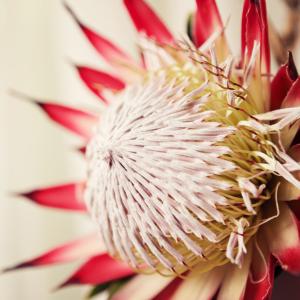 Beautiful Protea Beautiful Protea