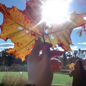 Fall Leaves Fall Leaves