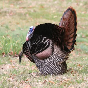 Strutting Strutting