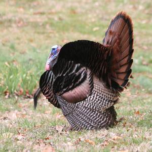 Strutting Strutting