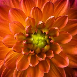 Fiery Flower Fiery Flower