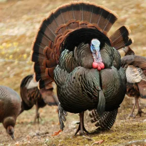 Tom minus one Tom minus one