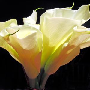 Light and Lilies Light and Lilies
