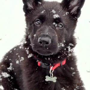 Apollo's First Snow Apollo's First Snow