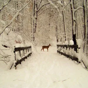 peace on earth peace on earth