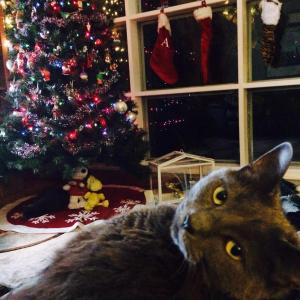 Cats and Christmas!! Cats and Christmas!!