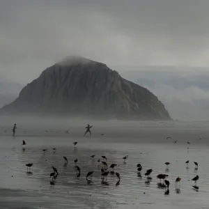Dancing With The Birds Dancing With The Birds