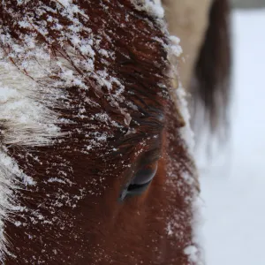 The snow horse The snow horse