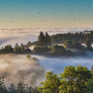 Majestic Morning Majestic Morning