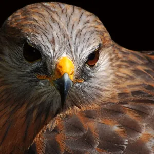 Red-shouldered Hawk Red-shouldered Hawk
