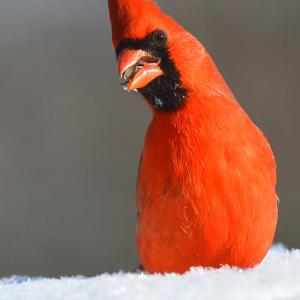 Ohio's State Bird Ohio's State Bird