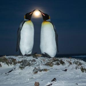 King Penguins and Moon King Penguins and Moon