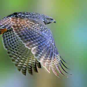 In-flight In-flight