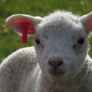 little lamb little lamb