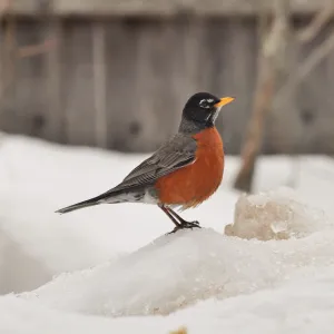 1st day of spring 1st day of spring