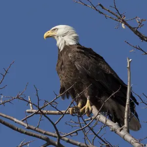 American Bald Eagle American Bald Eagle