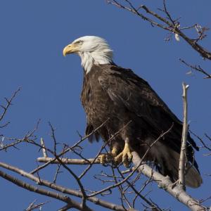 American Bald Eagle American Bald Eagle