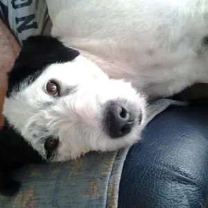 Pippa Pippa