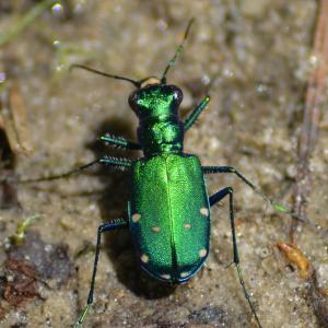 Aqua Green Tiger Beetle Aqua Green Tiger Beetle