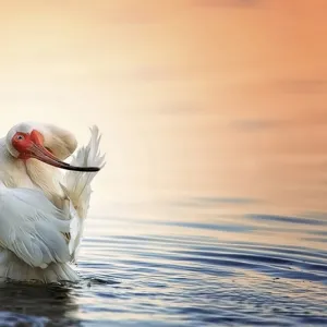 Feather Iron Feather Iron