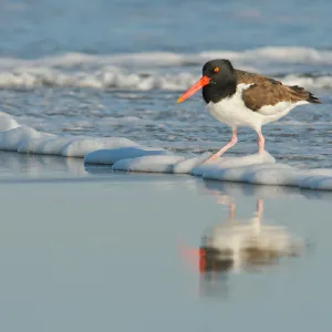 Oystercatcher in the surf Oystercatcher in the surf