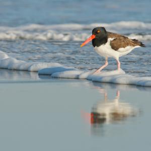 Oystercatcher in the surf Oystercatcher in the surf
