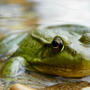 Frog in Water Frog in Water