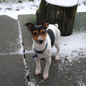 Ozzy The Jack Russel Ozzy The Jack Russel