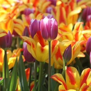 Dutch tulips Dutch tulips
