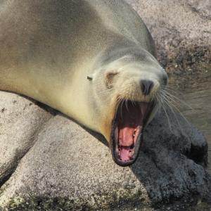 Mid Day Yawn Mid Day Yawn