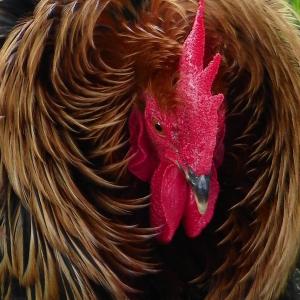 Harry My Pet Rooster Harry My Pet Rooster