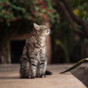 Cat life Cat life