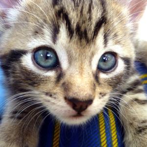 Blue Eyes Blue Eyes