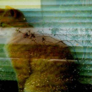 Wildflower reflection Cat Wildflower reflection Cat