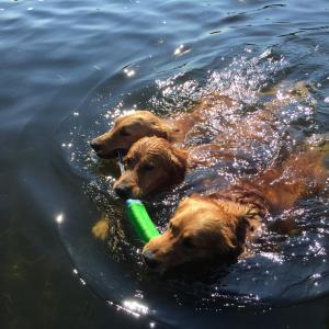 Golden's Sharing Golden's Sharing