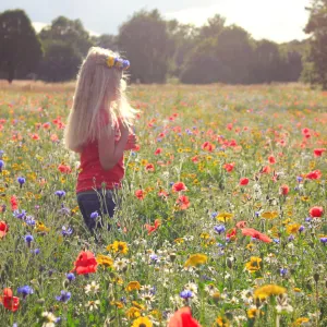 Amongst the Wildflowers Amongst the Wildflowers