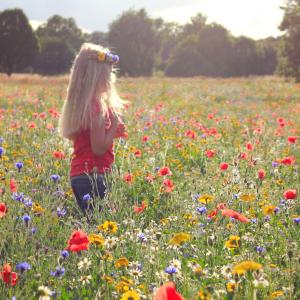 Amongst the Wildflowers Amongst the Wildflowers