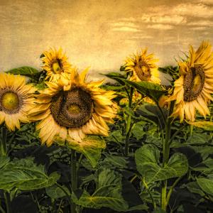 Sunflower Field Sunflower Field