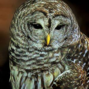 Barred Beauty Barred Beauty